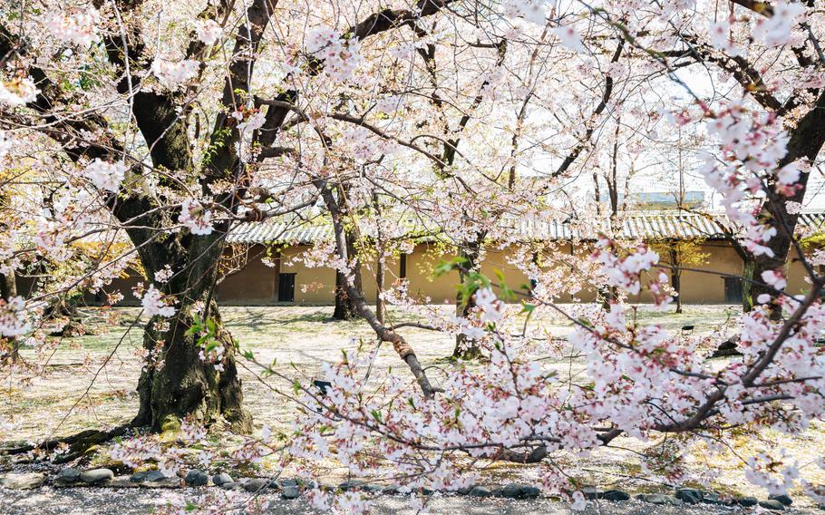 Cherry blossom trees at Toji Temple